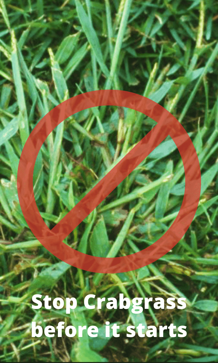 STOP Crabgrass